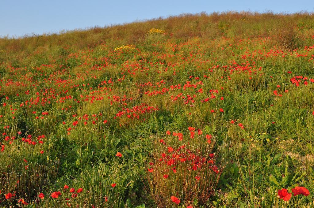 Agriturismo Il Torrione تْشيرتالدو المظهر الخارجي الصورة